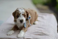 September, a male Miniature Goldendoodle for sale in Creston, OH – 5 of 8