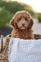 Sequoia, a female Poodle - Miniature  for sale in Creston, OH – Photo 1 of 10