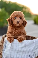 Sequoia, a female Poodle - Miniature  for sale in Creston, OH – Photo 6 of 10