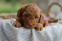 Sequoia, a female Poodle - Miniature  for sale in Creston, OH – Photo 8 of 10