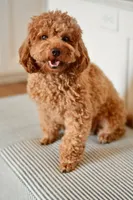 Sequoia, a female Poodle - Miniature  for sale in Creston, OH – Photo 9 of 10