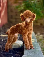 Sequoia, a female Poodle - Miniature  for sale in Creston, OH – Photo 10 of 10