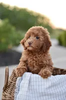 Sequoia, a female Poodle - Miniature  for sale in Creston, OH – Photo 5 of 10