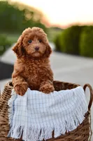 Sequoia, a female Poodle - Miniature  for sale in Creston, OH – Photo 4 of 10