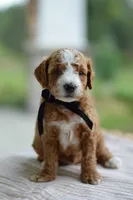 May, a male Miniature Goldendoodle for sale in Creston, OH – 6 of 9