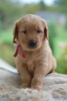 Red Collar , a male Golden Retriever for sale in Creston, OH – 5 of 10