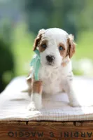December, a male Miniature Goldendoodle for sale in Creston, OH – 4 of 10