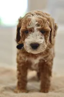 May, a male Miniature Goldendoodle for sale in Creston, OH – 5 of 10