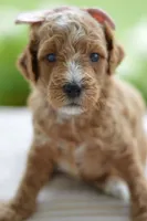 January, a female Miniature Goldendoodle for sale in Creston, OH – 3 of 5