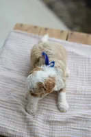 April, a male Miniature Goldendoodle for sale in Creston, OH – 2 of 8