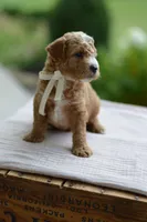 November, a male Miniature Goldendoodle for sale in Creston, OH – 6 of 10