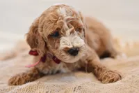 July, a male Miniature Goldendoodle for sale in Creston, OH – 3 of 6