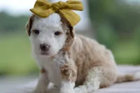 March, a female Miniature Goldendoodle for sale in Creston, OH – 2 of 8