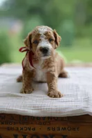 July, a male Miniature Goldendoodle for sale in Creston, OH – 3 of 10