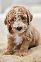 July, a male Miniature Goldendoodle for sale in Creston, OH – 2 of 6