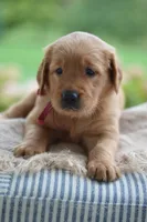 Red Collar , a male Golden Retriever for sale in Creston, OH – 8 of 10