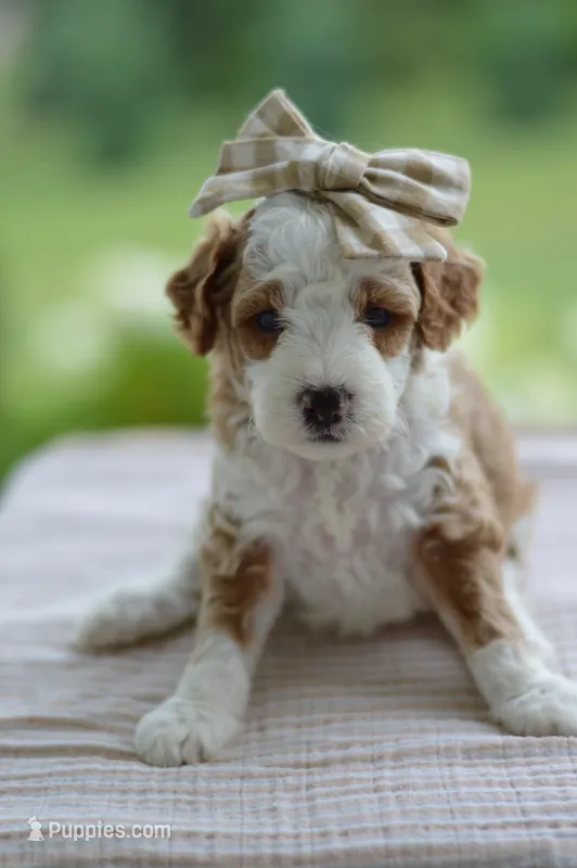 February – Miniature Goldendoodle puppy for sale in Creston, OH