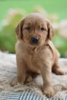 Brown Collar, a male Golden Retriever for sale in Creston, OH – 3 of 10