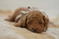 Meeny, a female Poodle - Miniature  for sale in Creston, OH – 5 of 9