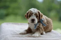 September, a male Miniature Goldendoodle for sale in Creston, OH – 3 of 8