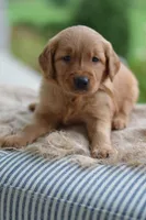 Brown Collar, a male Golden Retriever for sale in Creston, OH – 5 of 10