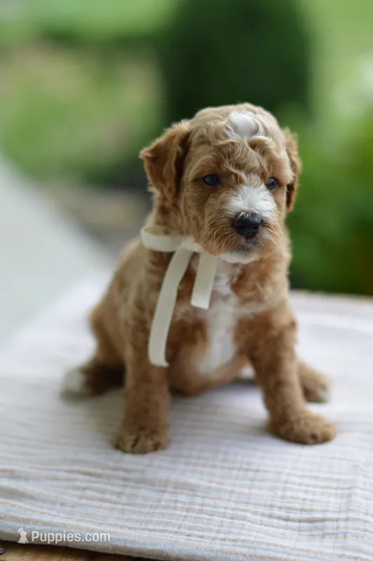 November – Miniature Goldendoodle puppy for sale in Creston, OH