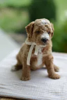 November, a male Miniature Goldendoodle for sale in Creston, OH – 1 of 10