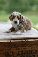 September, a male Miniature Goldendoodle for sale in Creston, OH – 2 of 8