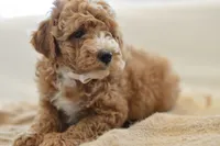 November, a male Miniature Goldendoodle for sale in Creston, OH – 2 of 9