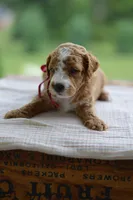 July, a male Miniature Goldendoodle for sale in Creston, OH – 2 of 10