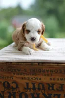 August, a male Miniature Goldendoodle for sale in Creston, OH – 7 of 8