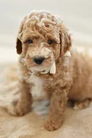 November, a male Miniature Goldendoodle for sale in Creston, OH – 7 of 9