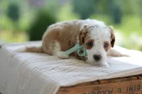 December, a male Miniature Goldendoodle for sale in Creston, OH – 10 of 10