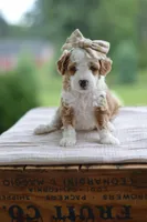 February, a female Miniature Goldendoodle for sale in Creston, OH – 8 of 9