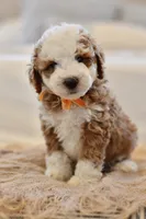 August, a male Miniature Goldendoodle for sale in Creston, OH – 4 of 9