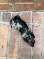 AKC Charlie, a male Miniature Dachshund for sale in Heber Springs, AR – 6 of 6