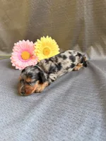Madaline, a female Miniature Dachshund for sale in Heber Springs, AR – 5 of 5
