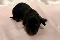 AKC Lilly, a female Miniature Dachshund for sale in Heber Springs, AR – 1 of 5