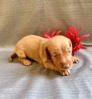 Hershell, a male Miniature Dachshund for sale in Heber Springs, AR – 4 of 4