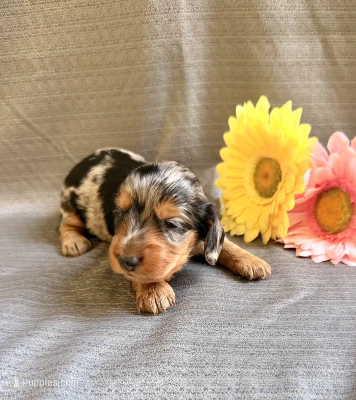 Madaline – Miniature Dachshund puppy on hold in Heber Springs, AR