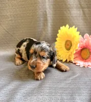 Madaline, a female Miniature Dachshund for sale in Heber Springs, AR – 1 of 5
