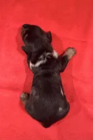 AKC Harvey, a male Miniature Dachshund for sale in Heber Springs, AR – 5 of 5