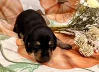 Charlie, a male Miniature Dachshund for sale in Heber Springs, AR – 2 of 5