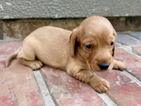 Allie, a female Miniature Dachshund for sale in Heber Springs, AR – 6 of 7