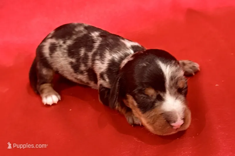 AKC Samson – Miniature Dachshund puppy for sale in Heber Springs, AR