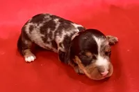 AKC Samson, a male Miniature Dachshund for sale in Heber Springs, AR – 1 of 5