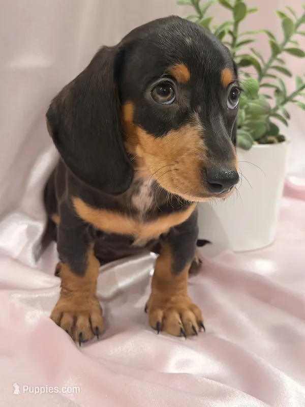 AKC Leigh – Miniature Dachshund puppy for sale in Heber Springs, AR