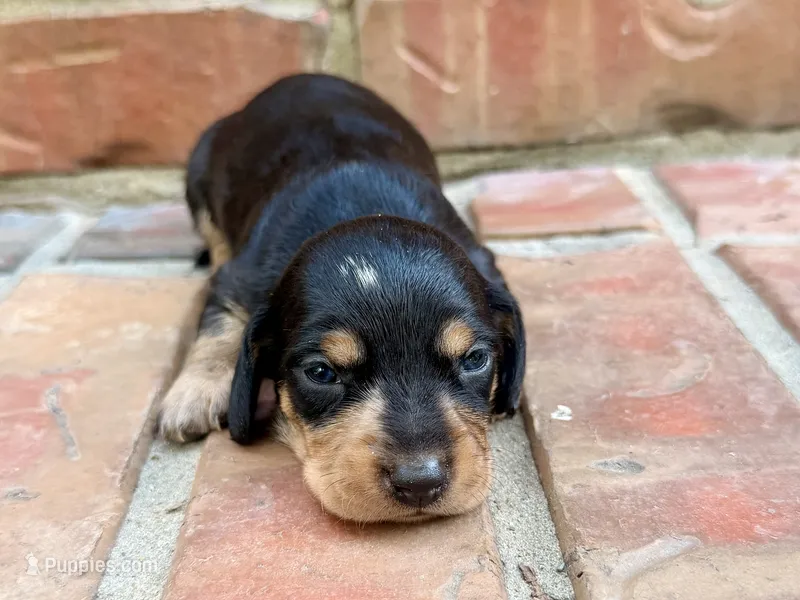 AKC Caroline – Miniature Dachshund puppy for sale in Heber Springs, AR