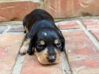 AKC Caroline, a female Miniature Dachshund for sale in Heber Springs, AR – 1 of 7