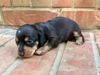 AKC Caroline, a female Miniature Dachshund for sale in Heber Springs, AR – 2 of 7